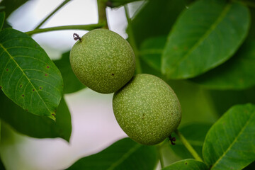 Double walnut fruit on the tree