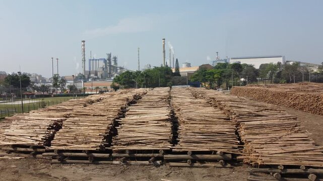 Madeiras toretes tora mat&eacute;ria prima produ&ccedil;&atilde;o industrial de papel e celulose brasil