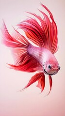 Obraz premium An elegant betta fish with flowing fins and vivid colors, captured mid-swim against a subtle light solid color background