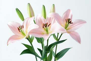 Fototapeta premium Elegant Lilies Blooming on a White Background