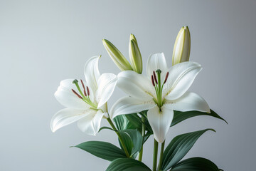 Fototapeta premium White and Pink Lilies in Full Bloom on a White Surface