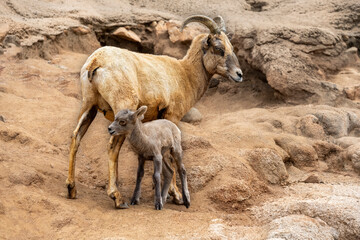 Mother mountain goat and baby kid standing on a rocky cliff.