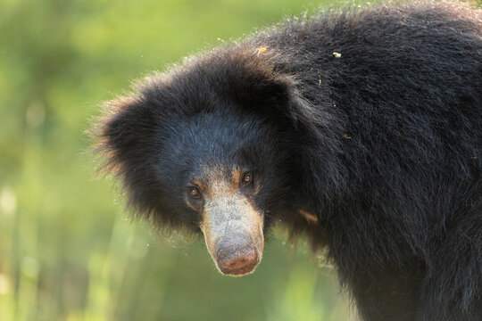 Close up of Indian Sloth Bear shot with a 300mm lens instead of regular 500 as the bear was very close.