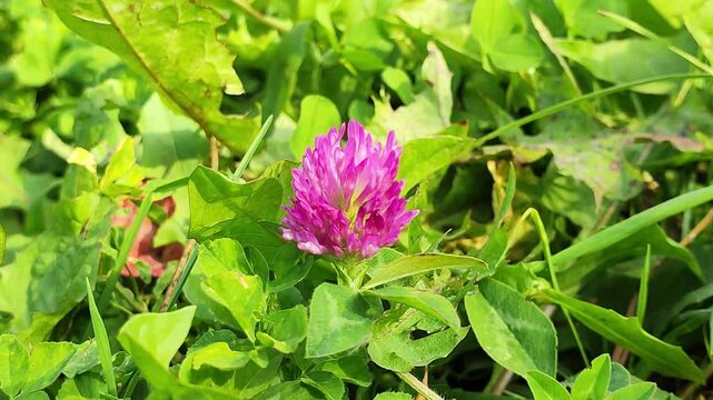 clover sways in the wind