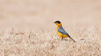 Chorister Robin-Chat in Magoebaskloof on a winter morning