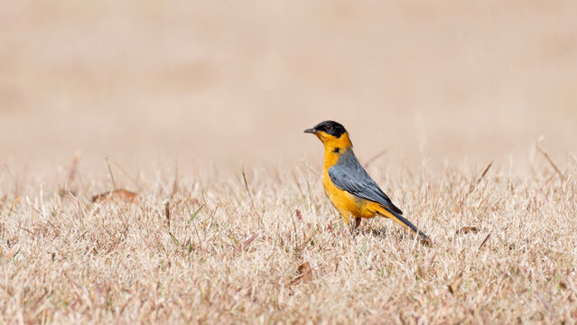 Chorister Robin-Chat in Magoebaskloof on a winter morning