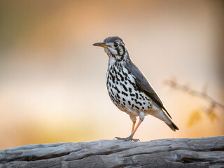 Groundscraper Thrush in Golden Hour Light