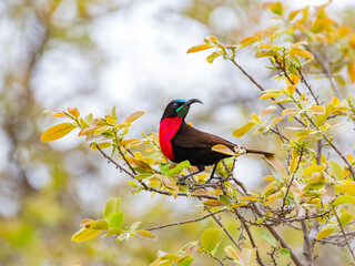 Scarlet-Chested Sunbird in Kruger National Park