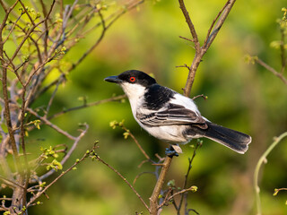 Black-backed Puffback displaying