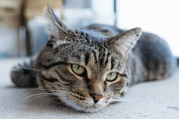 Domestic tabby cat with green eyes lies on floor and looking at camera, tired from playing, lazy, sick, resting from hot weather. 