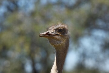 Afrikanischer Strau&szlig; (struthio camelus) in Namibia. 
