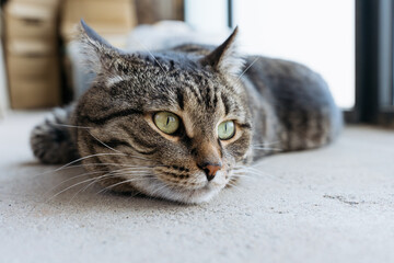 Close-up of a relaxed tabby cat lying on the floor, gazing calmly into the distance