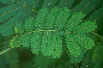 Water drops on the Robinia pseudoacacia. Commonly known as black locust, is a hardwood deciduous tree, belonging to the tribe Robinieae