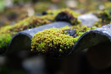 There is green moss on the roof. Horizontal shot.