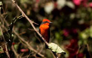 red robin