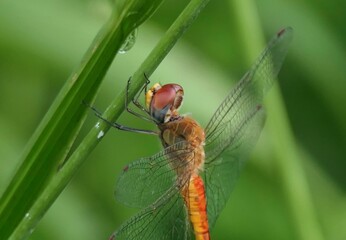 Dragonfly Perched on Green Leaf Close-Up