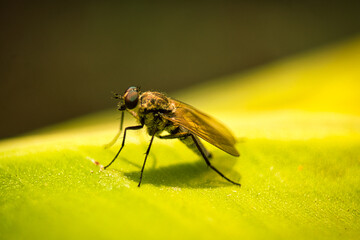 fly on leaf