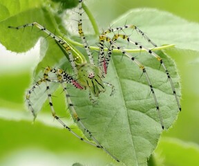 Close-up of a green lynx spider on a leaf