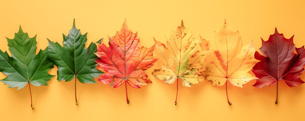 Obraz premium Top view of colourful autumnal maple leaves lying on the yellow background. Background, banner and wallpaper concept.