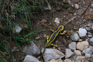 Salamandra sorteando unas piedras
