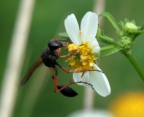 Wasp on White Flower