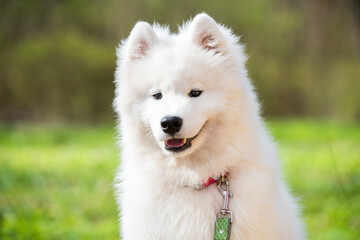 Fototapeta premium Samoyed white dog on a leash on park road Mezaparks, Latvia