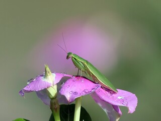 Praying mantis on a pink flower with dew drops