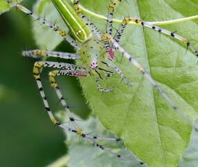 Green lynx spider on a leaf