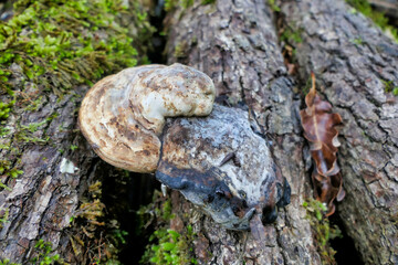 An old specimen of Fomes fomentarius (Hoof or Tinder Fungus) found on a fallen tree in Dordogne,...