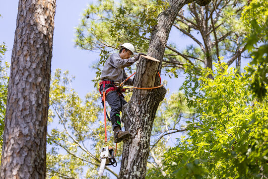 Tree Trimmer climbing tree to cut limbs