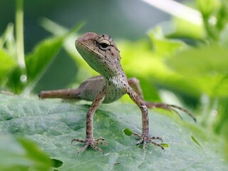 Close-up of a lizard on a leaf in a green environment