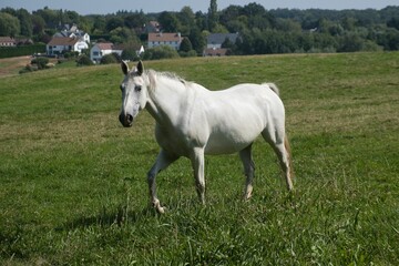 Obraz premium White horse in a green field with houses in the background