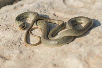 A juvenile Western whip snake (Coluber viridiflavus carbonarius) baskinin the island of Malta.