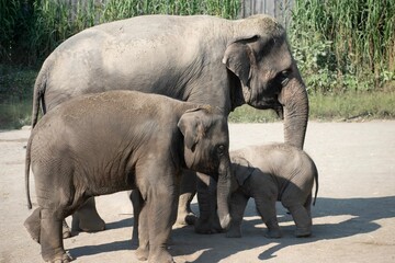 Family of elephants, including an adult and two young calves, standing together in a natural habitat