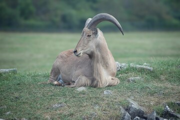 Barbary sheep resting on a grassy field with a blurred natural background