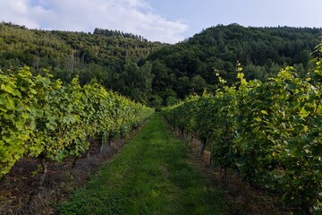 Naklejka premium Scenic vineyard with lush green grapevines against a backdrop of hills. Moselle, Germany