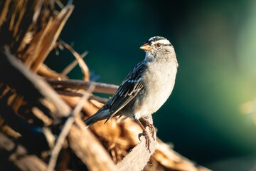Close-up of a small bird perched on a branch with a blurred natural background.