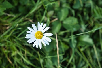 Obraz premium Close-up of a white daisy in green grass