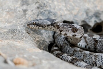 A detail shot of European Cat snake (Telescopus fallax) or Soosan Snake, on the island of Malta.