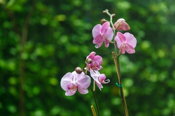 Pink Phalaenopsis Orchids at the  Jose Joaquin de Olmedo International Airport, Guayaquil, Ecuador