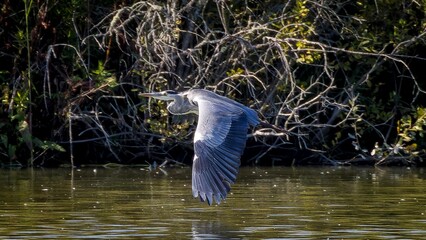 Gray heron flying low over water surface searching for food