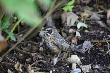 An image of a young American Robin foraging on the ground.