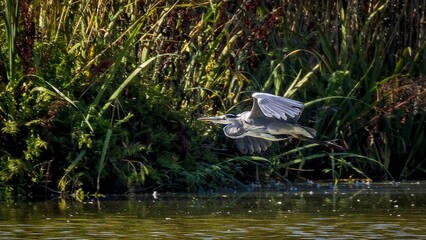 Gray heron flying low over water surface searching for food