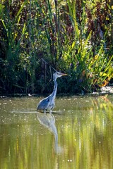 Grey heron standing in a tranquil pond with lush greenery, searching for food