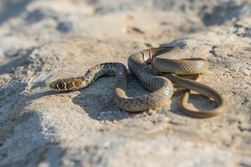 A young Western whip snake hatchling (Coluber viridiflavus carbonarius) in the island of Malta.