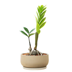 a plant in pot 
