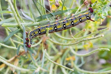 Maltese Spurge Hawkmoth Caterpillar (Hyles sammuti) in larva stage, eating spurge plant leaves.