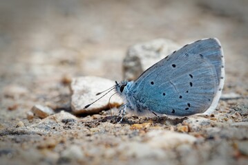 Blue butterfly resting on the ground.