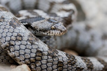 A detail shot of European Cat snake (Telescopus fallax) or Soosan Snake, on the island of Malta.