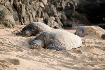 Sea turtles resting on a sandy beach.